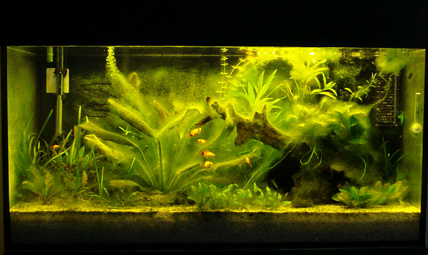 Platys im Gammelbecken