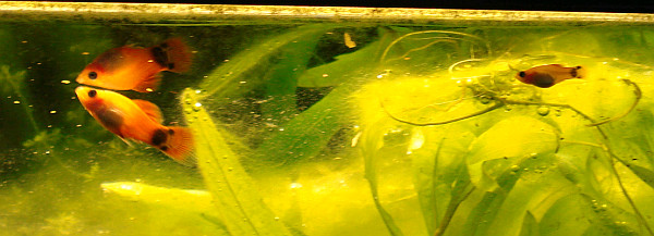 Platy Nachwuchs Jungfisch