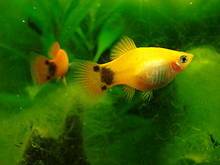 Platy Weibchen trächtig, ohne Trächtigkeitsfleck