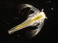 Artemia