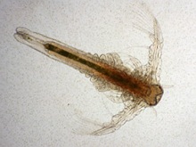 Artemianauplius. 11 Tage nach Schlupf.