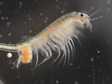 Artemia. Carapax am Kopfende.