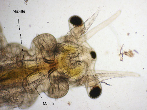 Artemia. Mandibel.