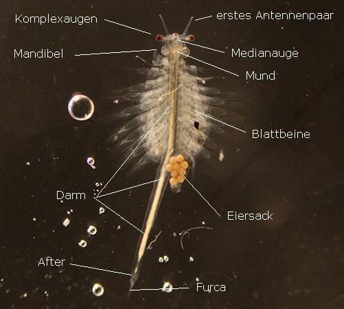 Artemia. Körperbau.