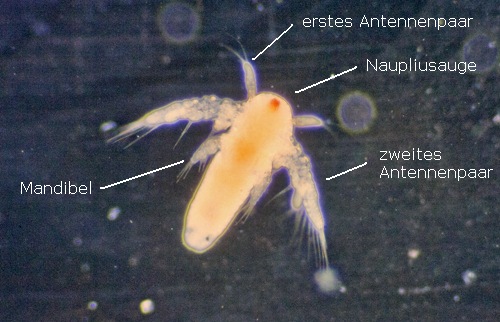 Artemia, Nauplius. Körperbau.