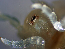 Weisse Asseln. Mundwerkzeuge.