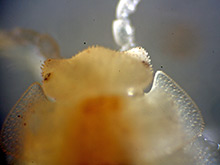 Weiße Asseln. Kopf.