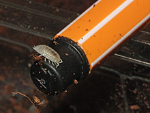 Weisse Asseln. Grö&szlenvergleich.