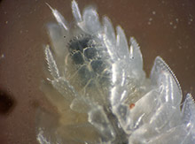 Weisse Assel: Mundwerkzeuge.