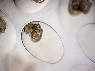 Blasenschnecken - Physidae.
