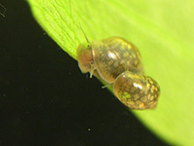 Blasenschnecken - Physidae. Nachwuchs.