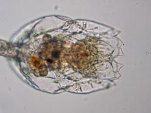 Brachionus plicatilis. Eingezogenes Räderorgan.