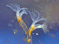 Moostierchen, Bryozoa.