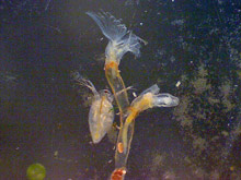 Moostierchen, Bryozoa.