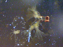 Moostierchen, Bryozoa.