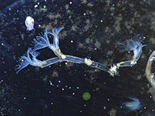 Moostierchen, Bryozoa.