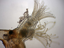 Moostierchen, Bryozoa.