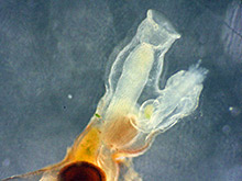 Moostierchen, Bryozoa.