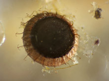 Moostierchen, Bryozoa.