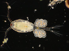 Hüpferlinge - Copepoda - Ruderfußkrebse - Cyclops