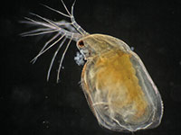 Daphnia. Wasserfloh.