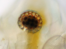 Wasserfloh, Daphnia: Auge des Kristall - Wasserflohs.