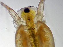 Wasserfloh, Daphnia: Mandibel.