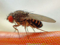 Drosophila - Taufliegen, Essigfliegen, Fruchtfliegen