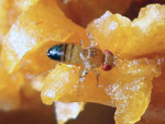 Drosophila melanogaster.