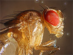 Drosophila. Seitenansicht.