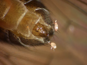 Drosophila: Milben.