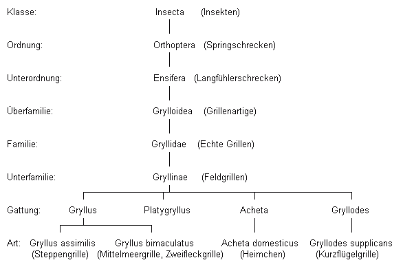 Heimchen. Systematik, Einordnung.
