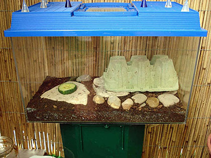 Heimchen - Acheta Domesticus: Behälter.