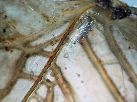 Heimchen: Zirp-Leiste.