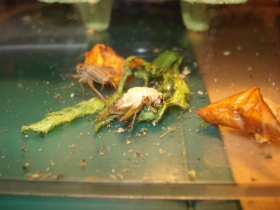 Heimchen. Kannibalismus.