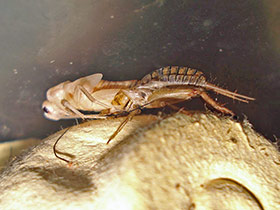 Heimchen - Acheta domesticus: Häutung.