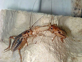 Heimchen. Kannibalismus.