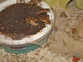 Heimchen - Acheta domesticus: Eiablagebox.