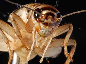 Heimchen: Kopfpartie.