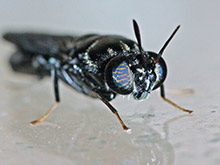 Soldatenfliege - Hermetia illucens: Adulte Fliege.