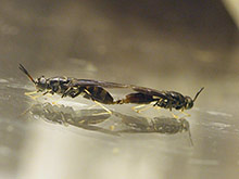 Soldatenfliege Hermetia: Paarung. Soldatenfliege Hermetia: Paarung.