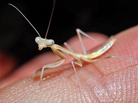 Hierodula membranacea, Indische Riesengottesanbeterin