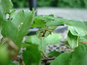 Hierodula membranacea, Indische Riesengottesanbeterin