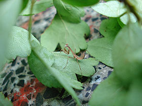 Hierodula membranacea, Indische Riesengottesanbeterin