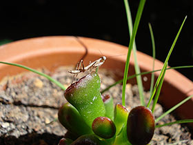 Hierodula membranacea, Indische Riesengottesanbeterin