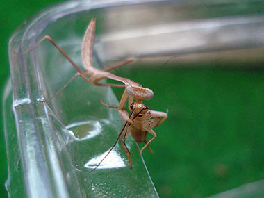 Hierodula membranacea, Indische Riesengottesanbeterin