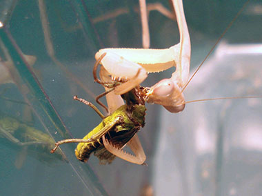 Hierodula membranacea, Indische Riesengottesanbeterin