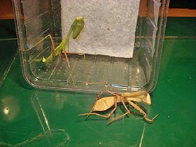 Hierodula membranacea, Indische Riesengottesanbeterin