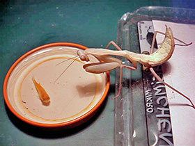 Hierodula membranacea, Indische Riesengottesanbeterin