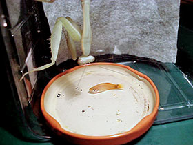 Hierodula membranacea, Indische Riesengottesanbeterin